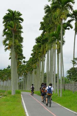 車道兩側是一整排的椰樹