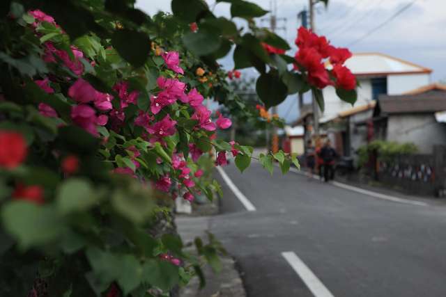 社區沿路有種植鮮豔的植栽