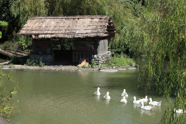 Ducks Eco-Pond