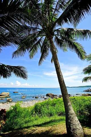 海邊椰子樹