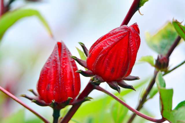 ​Welcome to Jinfong for Roselle season during Nov.1 to 30.