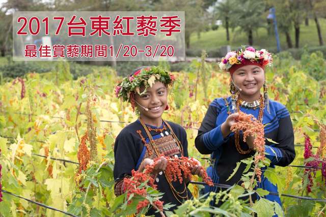 2017台东红藜季开幕  邀请民众春节来台东赏红藜、嚐红藜