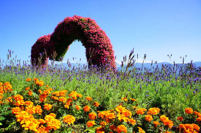 池上花海