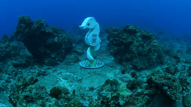 陳宜禧拍攝的綠島豆丁海馬海底郵筒