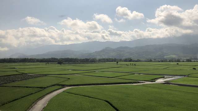 綠油油的稻田