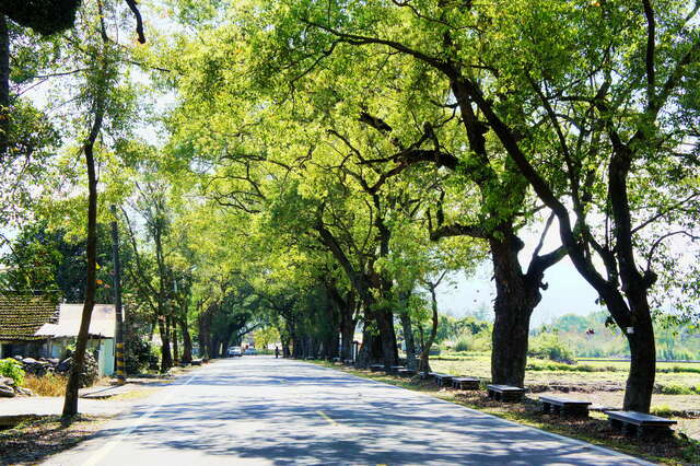 鹿野武陵绿色隧道