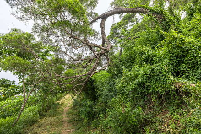 Dawu National Forest Trail