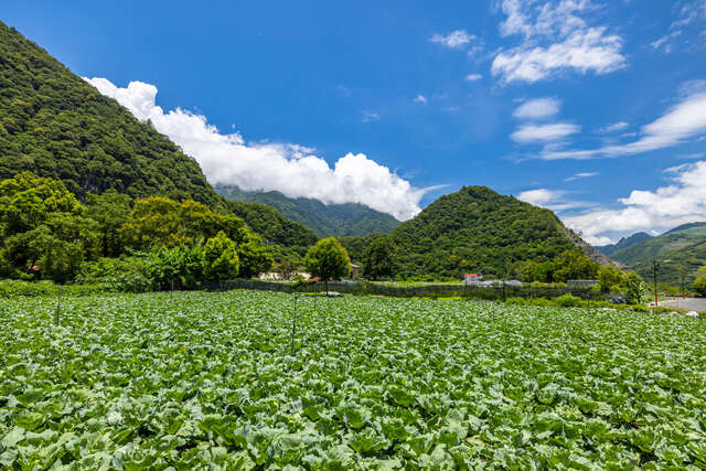 利稲原住民部落