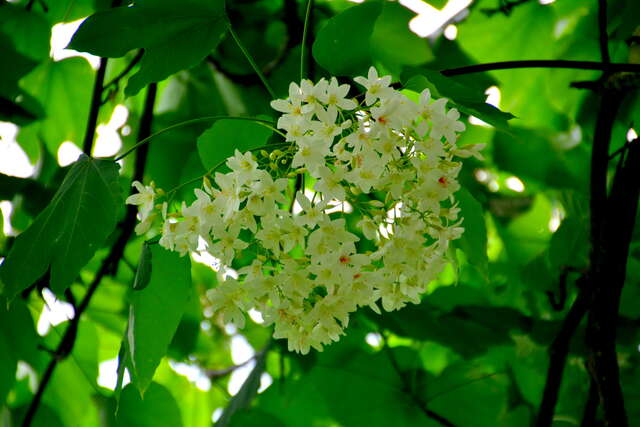 台东鹿野地区油桐花正值花期