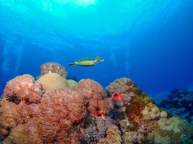 各式各样的海洋生物伴游