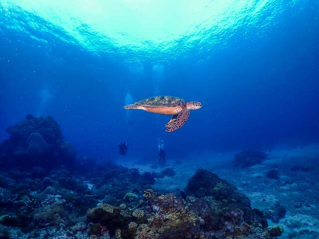 各式各样的海洋生物伴游