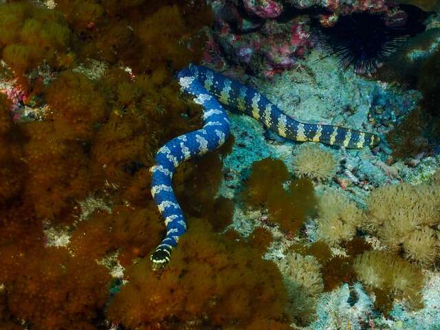 Green Island pygmy seahorse underwater mailbox (Green Island underwater world)