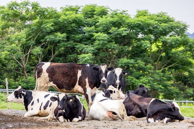 初鹿牧場飼養的乳牛