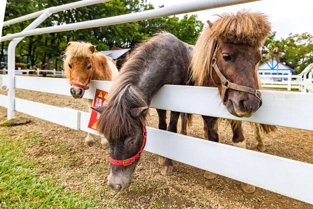 初鹿牧場飼養的馬兒