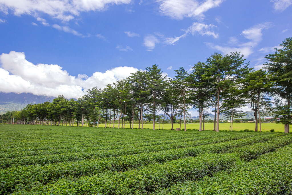 鹿野高台观光茶园