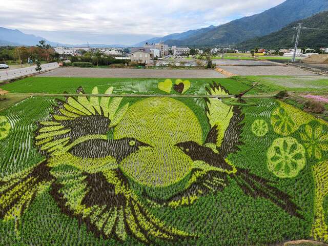 彩繪稻田象徵喜鵲(米國學校提供)