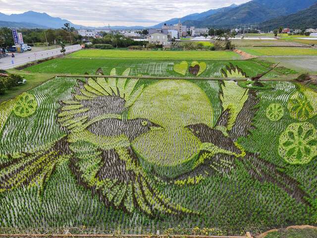 彩繪稻田(米國學校提供)