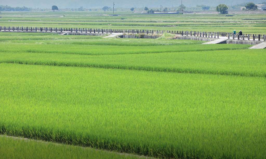池上浮圳サイクリングロード