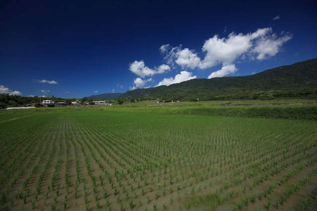 万安禾鸭生态池