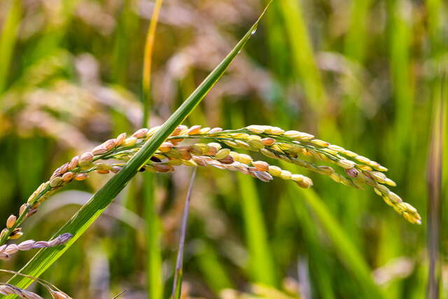꽌산 쌀나라 학교