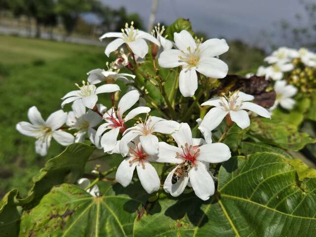 每年三至五月為油桐花開時節，台東縣內桐花以縱谷的客家鄉鎮為主。_圖片取自台東縣政新聞