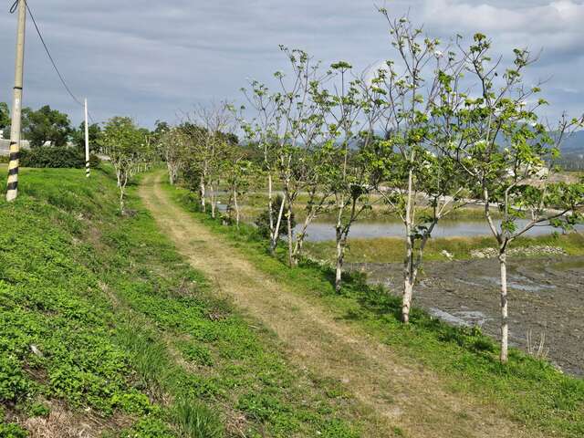 鹿野地區的油桐花已陸續開花_圖片取自台東縣政新聞