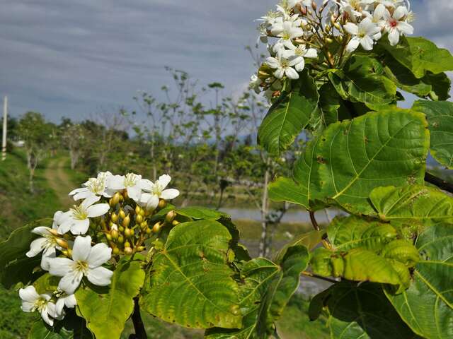 歡迎賞桐花遊客庄_圖片取自台東縣政新聞