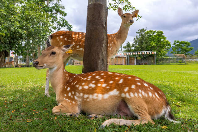 Luye Formosan Sika Deer Park