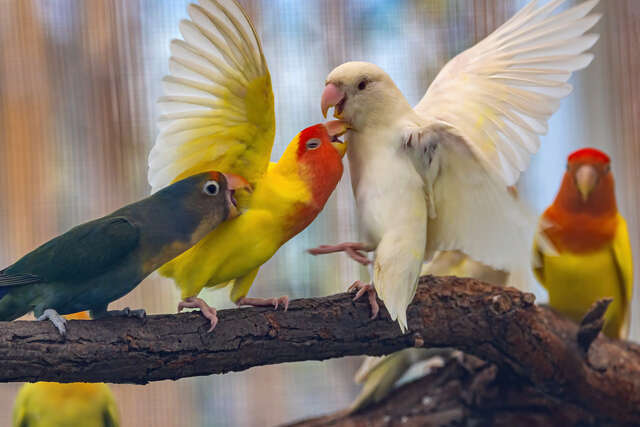 Luye Formosan Sika Deer Park