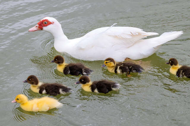 Luye Formosan Sika Deer Park