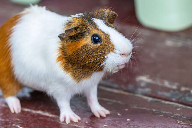 Luye Formosan Sika Deer Park