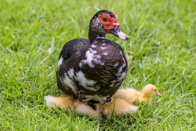 Luye Formosan Sika Deer Park