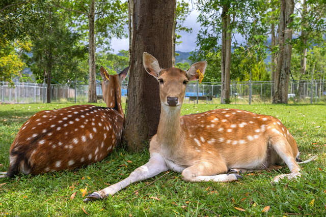 Luye Formosan Sika Deer Park