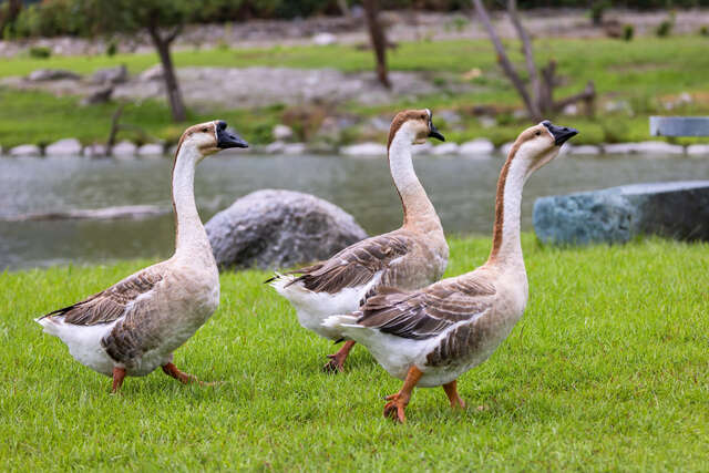 Luye Formosan Sika Deer Park