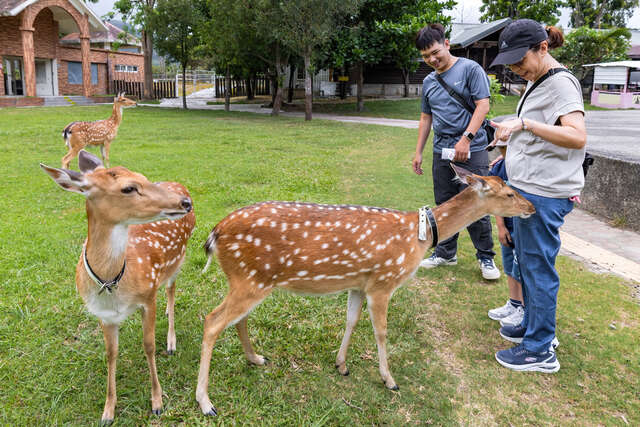 Luye Formosan Sika Deer Park