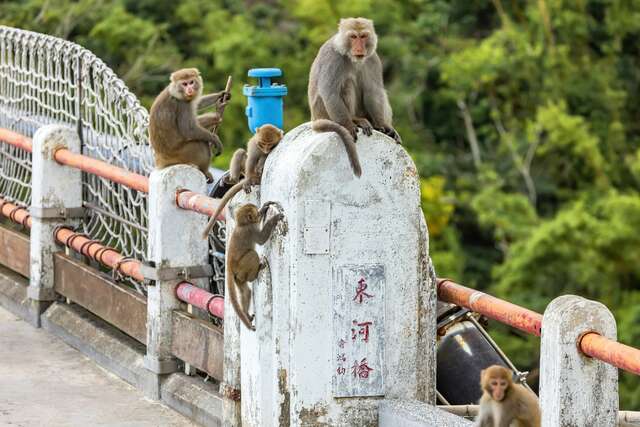 Donghe Bridge Scenic Area