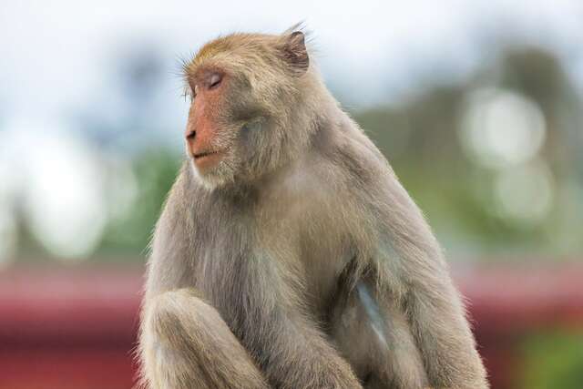 Donghe Bridge Scenic Area
