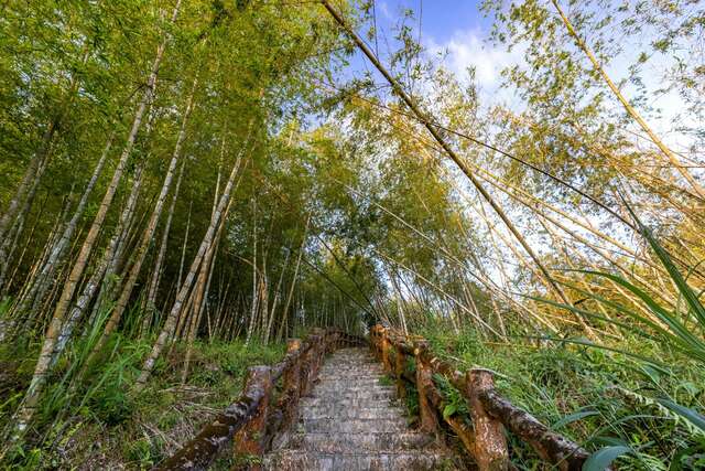 Moso Bamboo Forest Trail