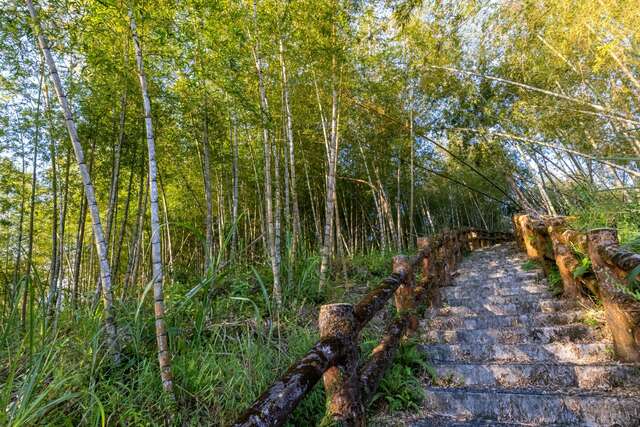 Moso Bamboo Forest Trail