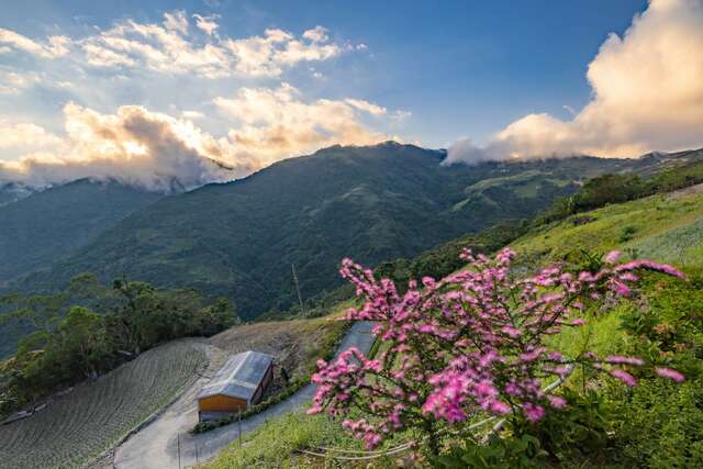 Moso Bamboo Forest Trail