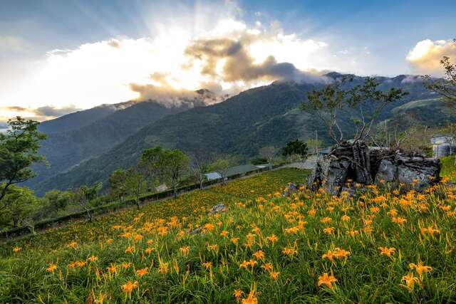 Moso Bamboo Forest Trail