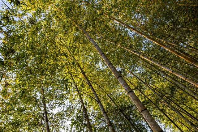 Moso Bamboo Forest Trail