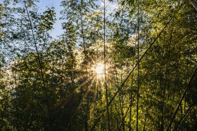 Moso Bamboo Forest Trail