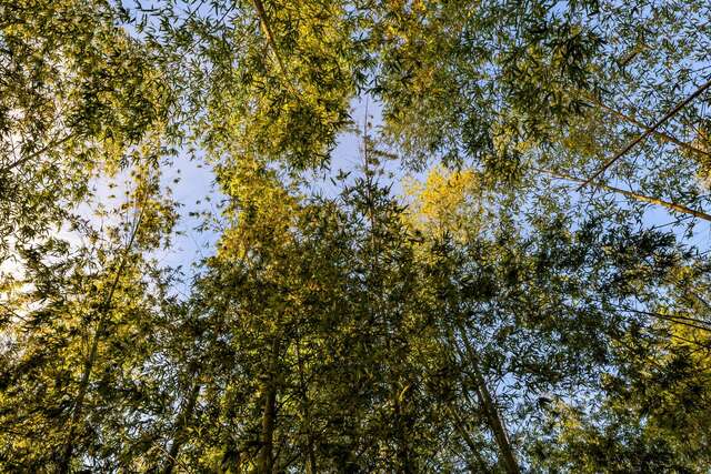 Moso Bamboo Forest Trail