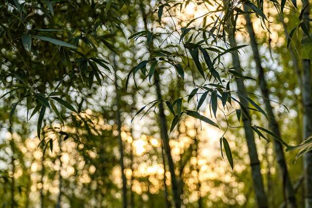 Moso Bamboo Forest Trail