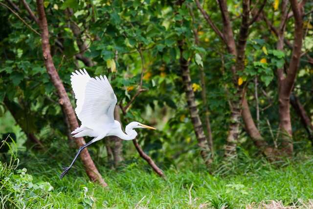 太平溪人工濕地魅力無窮迎候鳥季_圖片取自臺東縣政府縣政新聞