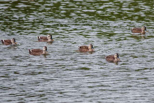 請民眾以「不驚擾、不干擾」的友善態度同行_圖片取自臺東縣政府縣政新聞