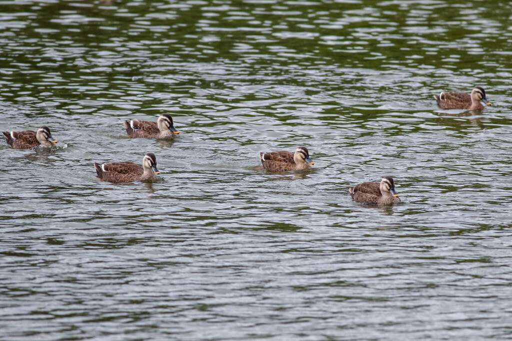請民眾以「不驚擾、不干擾」的友善態度同行_圖片取自臺東縣政府縣政新聞