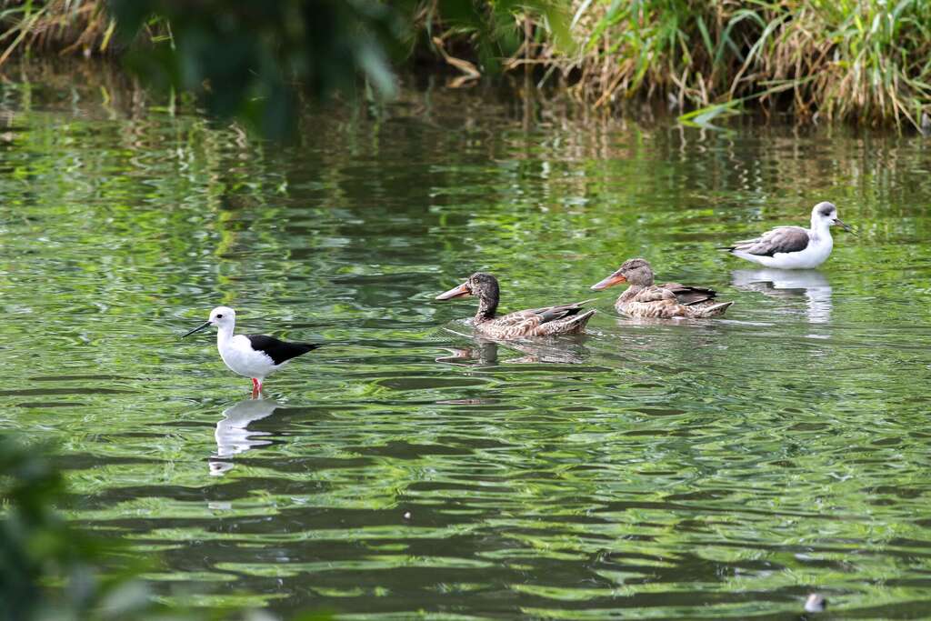 太平溪人工濕地自今年10月起，再次迎來秋冬嬌客_圖片取自臺東縣政府縣政新聞