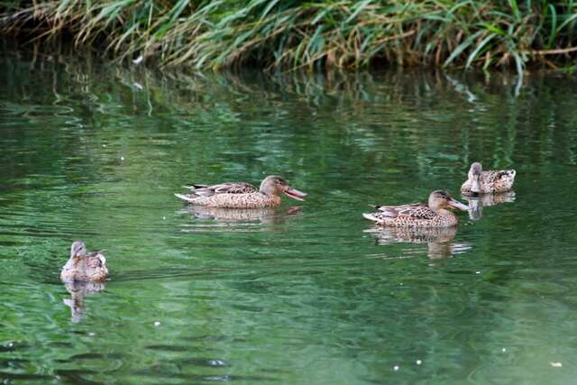 人工濕地是城市中的生態寶地_圖片取自臺東縣政府縣政新聞